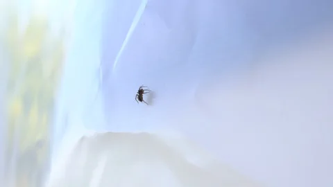 Spider in white Video stock 120346808