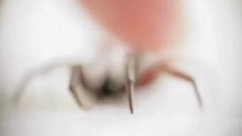Spider on white isolated background Stock Footage 97833857