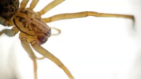 Spider on white isolated background Stock Footage 97833862