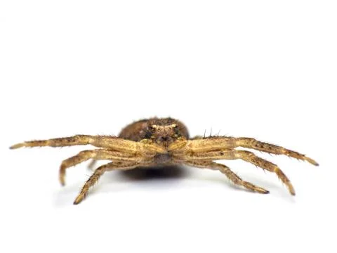 Spider on white Stock Photos