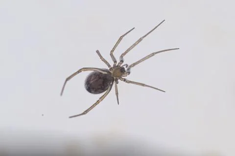 Spider on a white wall Fotos de archivo