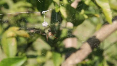 Spider in the wind Stock Footage 5588129