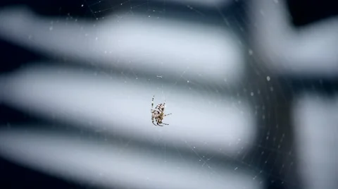Spider in the wind Stock Footage 64708637