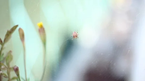 Spider in the wind 库存影片 115650524