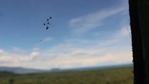 Spider in the Wind Stock Footage 247005526