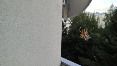 Spider in the wind 스톡 동영상 283845218