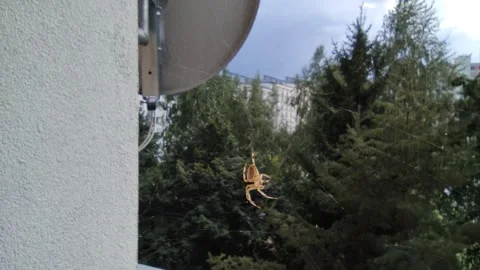 Spider in the wind 스톡 동영상 283845219
