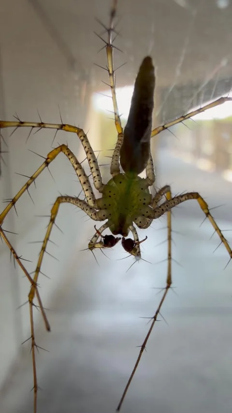 Spider on window in Austin, Tx 9/29/2026 Stock Footage 346664995