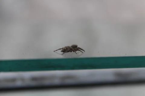 Spider in the window glass Stock Photos