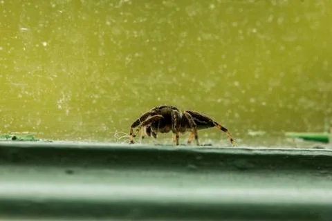 Spider in the window Stock Photos