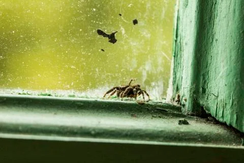 Spider in the window Foto stock