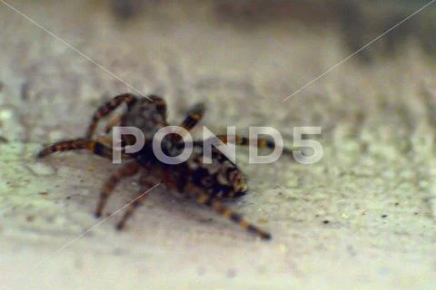 Spider on the windowsill macro photo Stock Photos