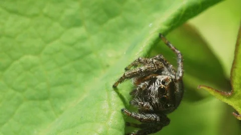 Spider wolf on a leaf of a plant Stock Footage 91139269