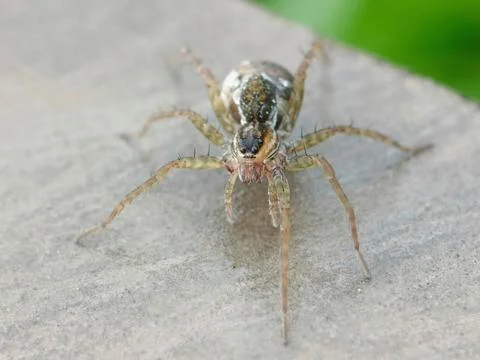 Spider wolf Stock Photos