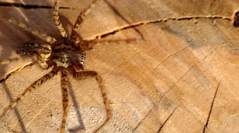Spider on Wood surface Stock Footage 42790825