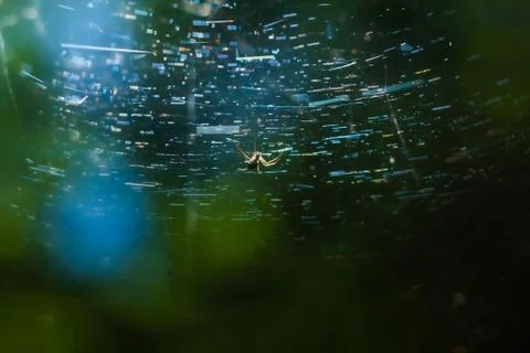 Spider in woods Photos