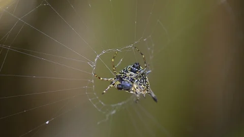 Spider working on cobweb with blur background. Stock Footage 86342577