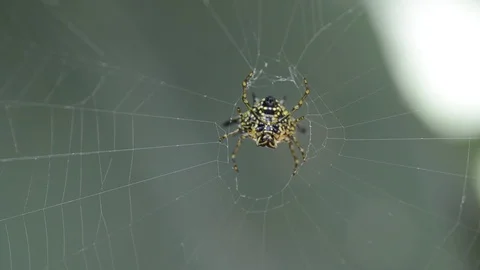 Spider working on cobweb with blur background. 스톡 동영상 86342587