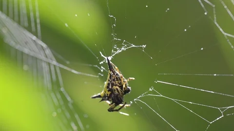 Spider working on cobweb with green background. 스톡 동영상 86342583