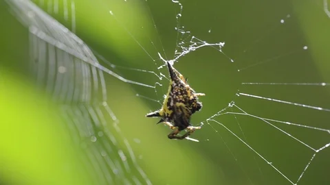 Spider working on cobweb with green background. Stock-Footage 86342621