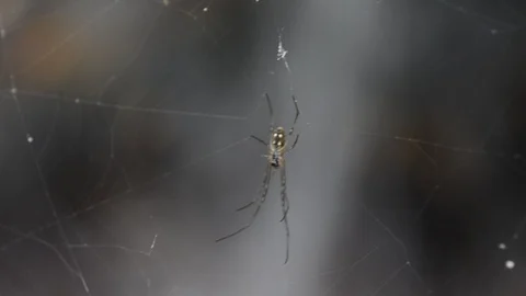 Spider working on cobweb with waterfall background. 스톡 동영상 86342560