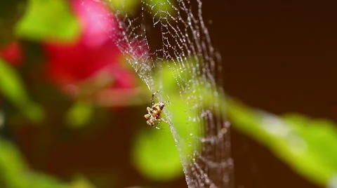 Spider working on its cobweb covered in water droplets Video stock 67451754
