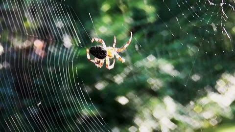 Spider is working on a new web.  Stock Footage 150689031