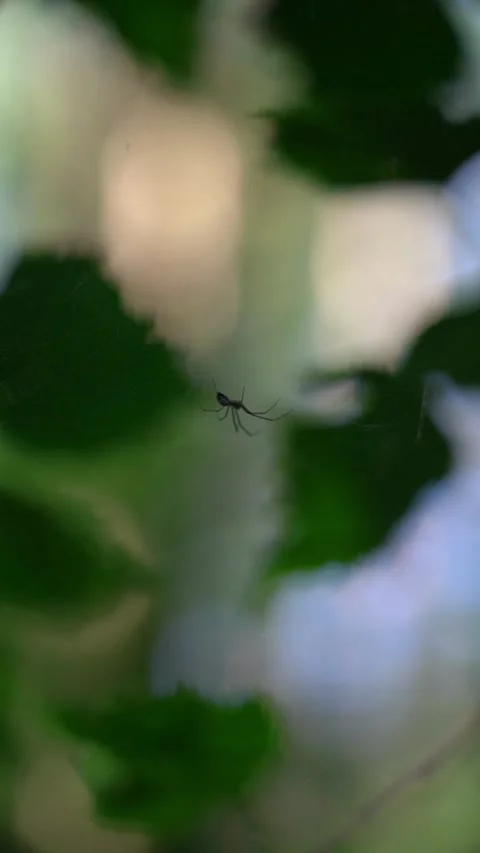 The spider wove a web between the branches of the trees Stock Footage 283662942