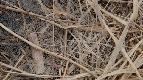The spider wove a web on the dry grass and it got wet Stock Footage 179360424