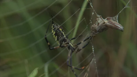 Spider with wrapped grasshopper 库存影片 36473011
