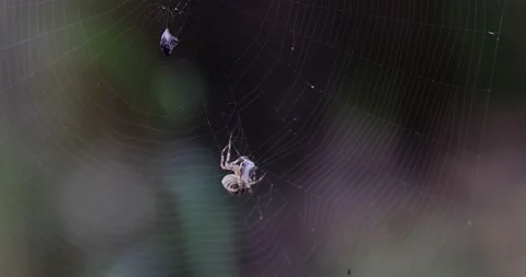 Spider wrapping up bug caught in web Stock Footage 139605558