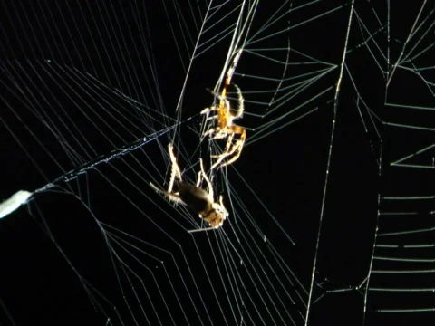 Spider wrapping cricket Stock Footage 486143