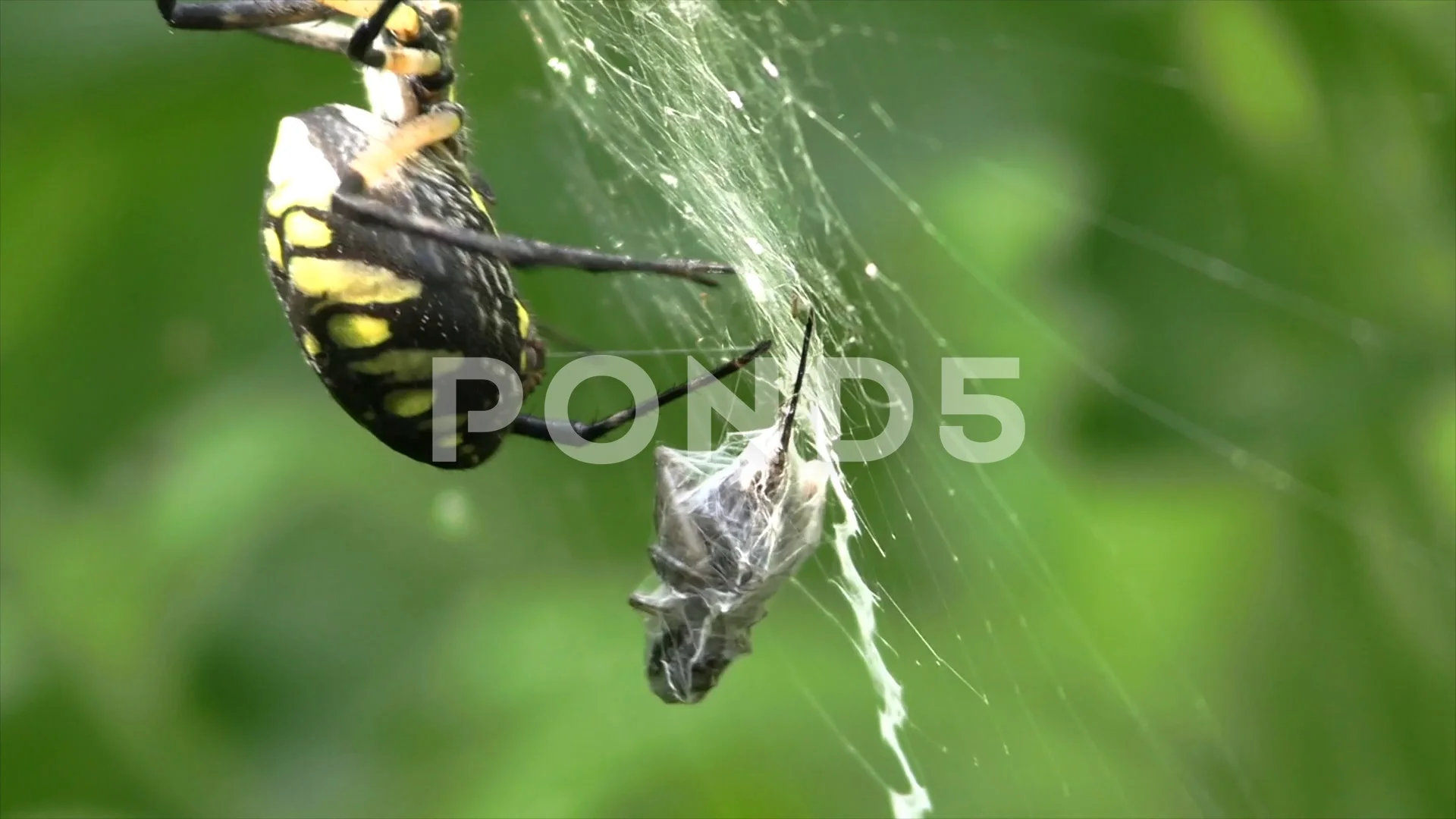 Spider wrapping a cricket in a web and t..