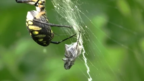 Spider wrapping a cricket in a web and tying in closeup Stock Footage 115970141