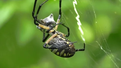 Spider wrapping a cricket in a web closeup tying into web Stock Footage 115969964