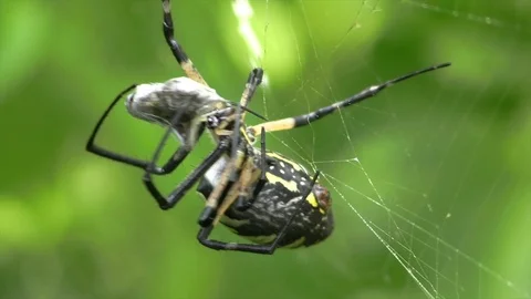 Spider wrapping a cricket in a web closeup Stock Footage 115969965