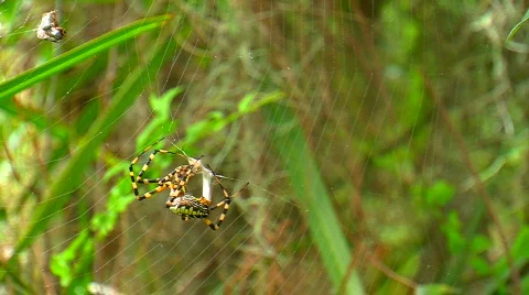 Spider Wrapping Up an Insect Stock Footage 842440