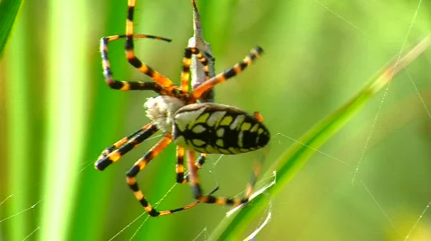 Spider Wrapping Up an Insect Stock Footage 842822
