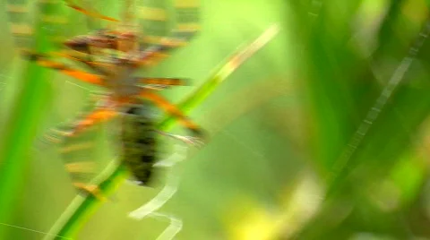 Spider Wrapping Up an Insect Stock Footage 845766