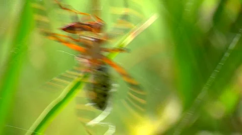 Spider Wrapping Up an Insect Video stock 906520