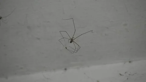 Spider wrapping an insect Stock Footage 272335652