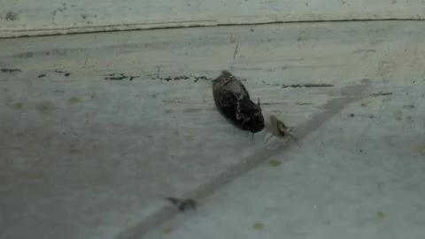 Spider wrapping the insect with its web Stock Footage 242168713