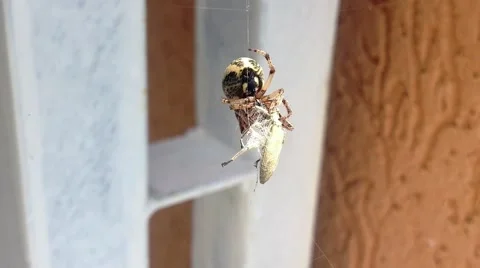 Spider Wrapping its Prey Stock Footage 68525968