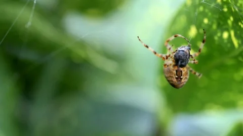Spider Wrapping Prey In Slow Motion Stock Footage 95298380