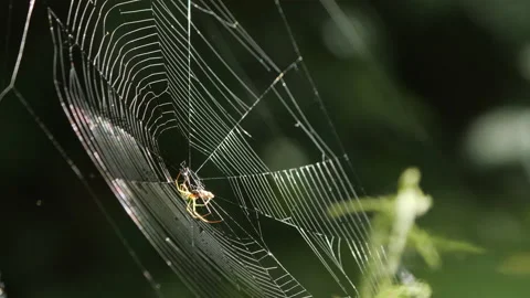 Spider Wrapping Prey in Spider Web Stock Footage 195276072