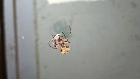 Spider Wrapping Prey in Web Close Up, HD 1080p Video stock 338258621