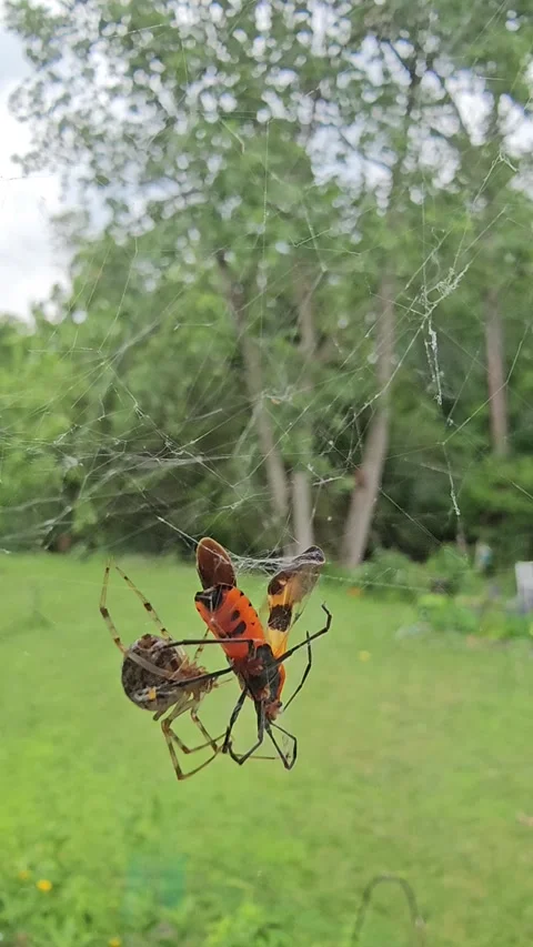 Spider wrapping prey with web encasing milkweed bug vertical video Stock Footage 345090756