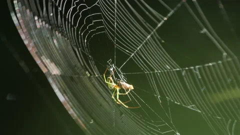 Spider Wrapping Prey in Web Stock Footage 195275714