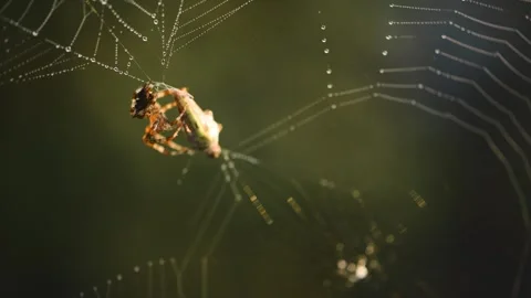 Spider Wrapping Prey In Web Golden Morning Light Stora Karlsö Sweden Stock Footage 331553910