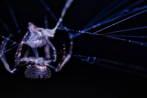 Spider is wrapping prey into a web Stock Photos